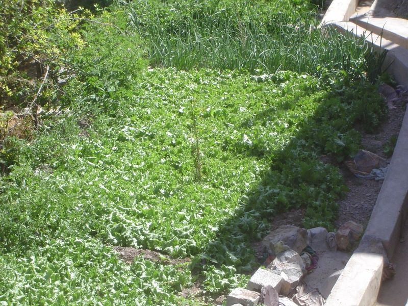 Kitchen garden: lettuce and onions.