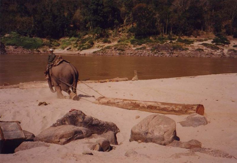 Judging from the elephant's lean into the harness, the resistance must be considerable.