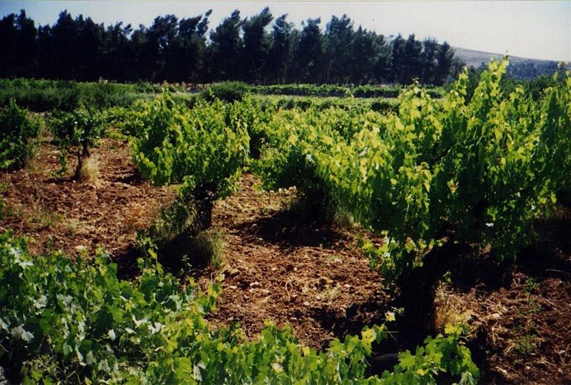 The prized crop of the southern highlands is the vine, here unsupported by trellises or even stakes. The pines in the background are near Ar