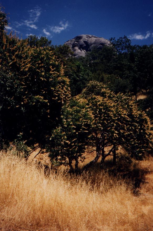 Buckeye seen from the road that leads down to Visalia from Sequoia National Park.