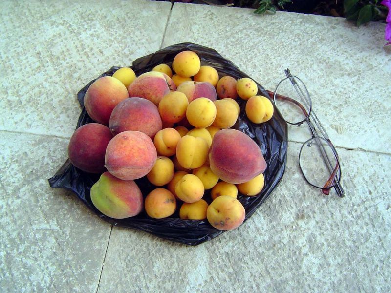 Water is scarce, so fruit is small.