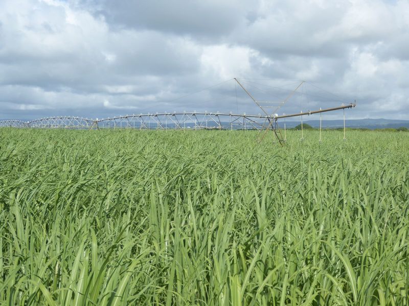 No smallholding this. For a long time, irrigation was considered uneconomical here, but times change, and because of irrigation and other in