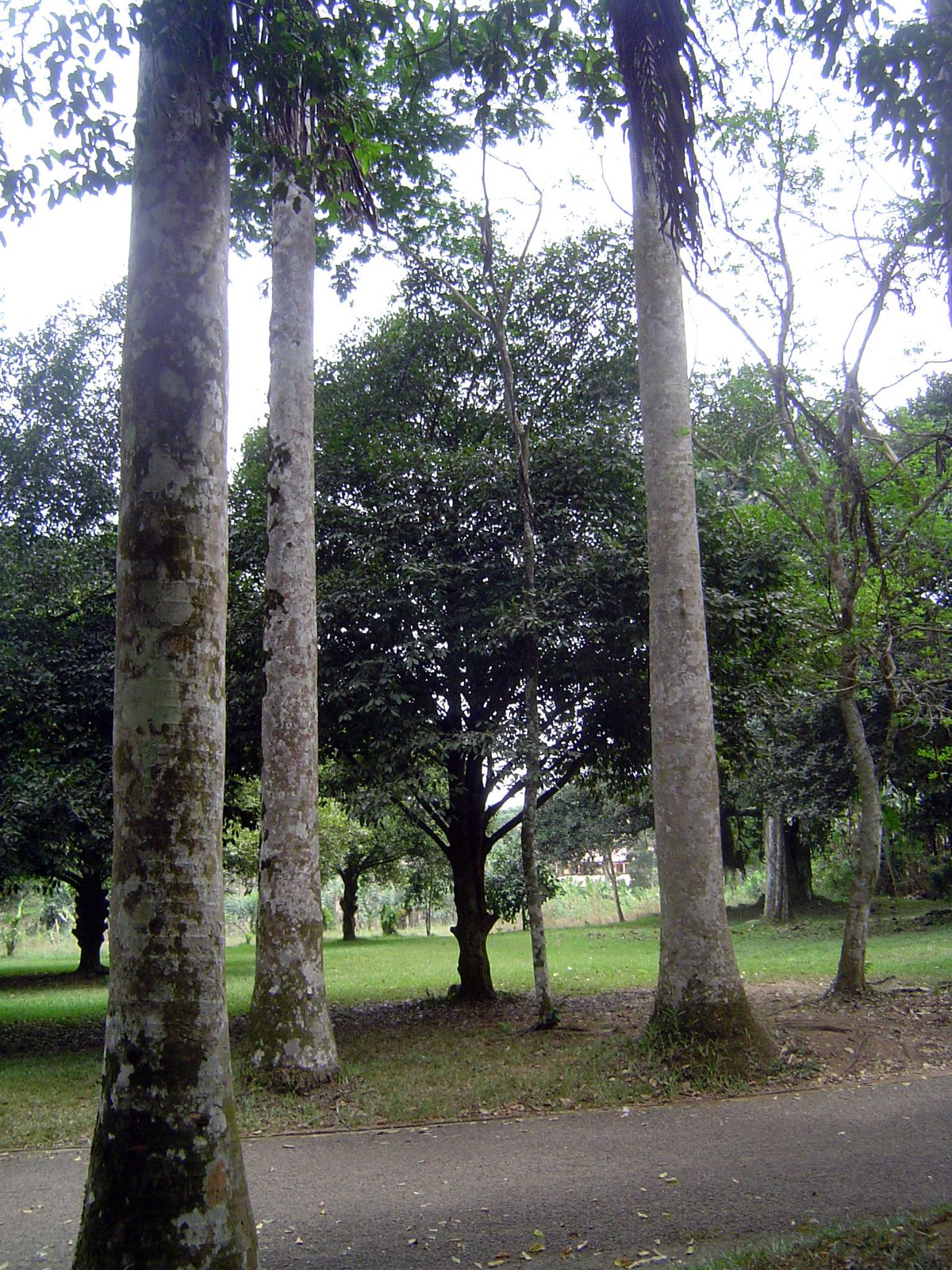 A nutmeg tree.