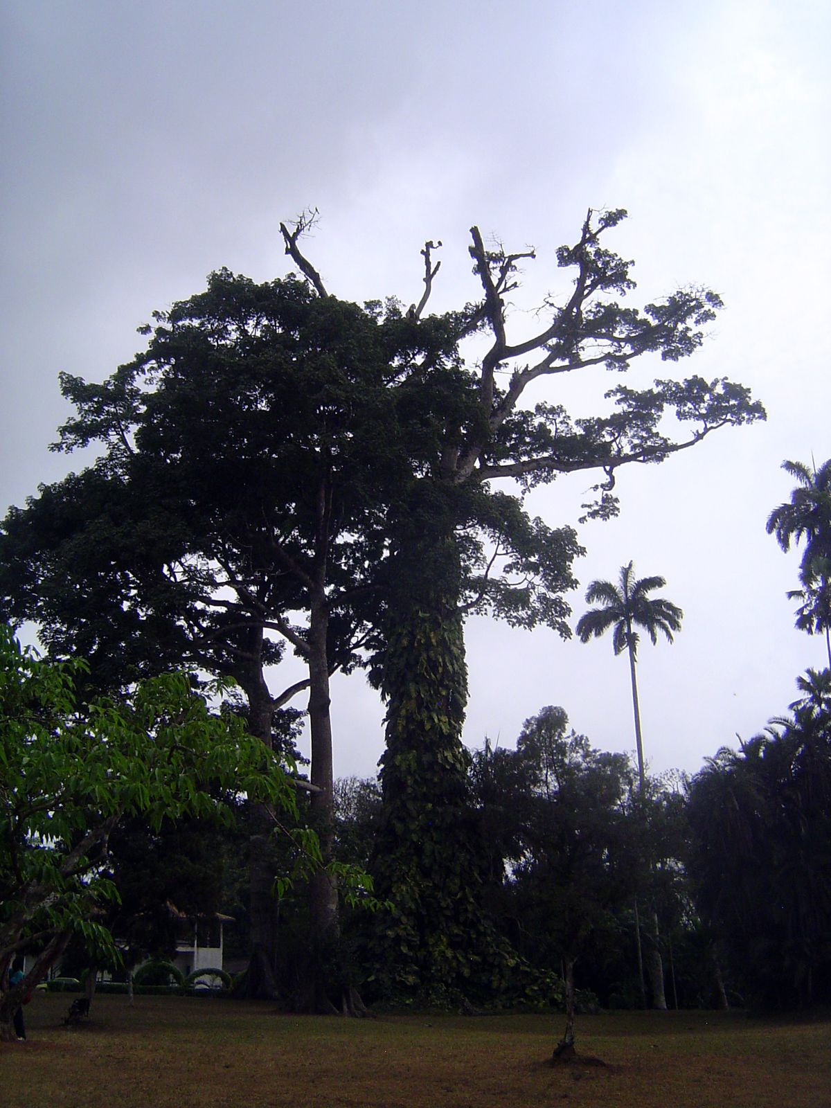 The site had originally been forested. This tree survives as the monarch of the glen.