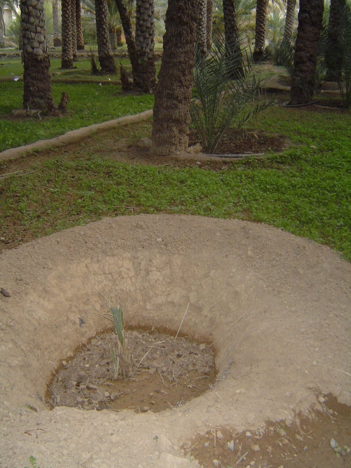 Protecting a young palm.