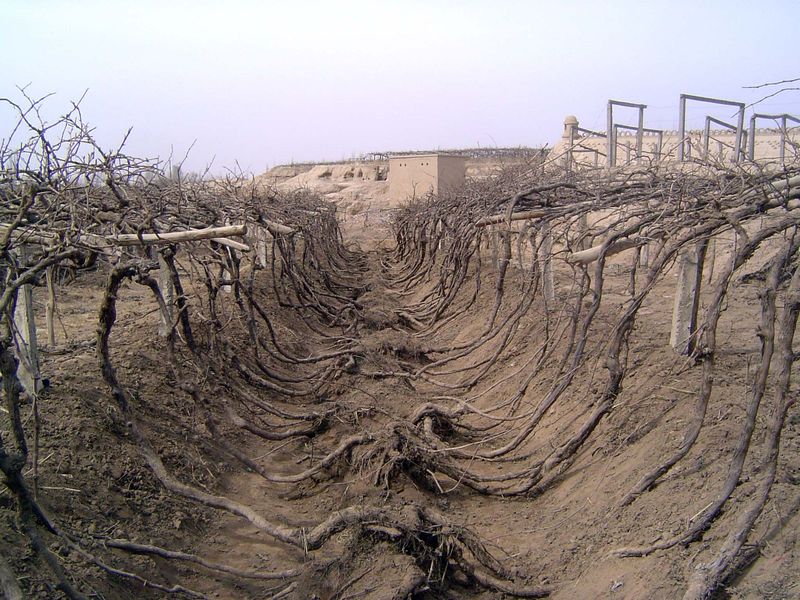 The vines are typically planted in troughs, perhaps to make irrigation easier.