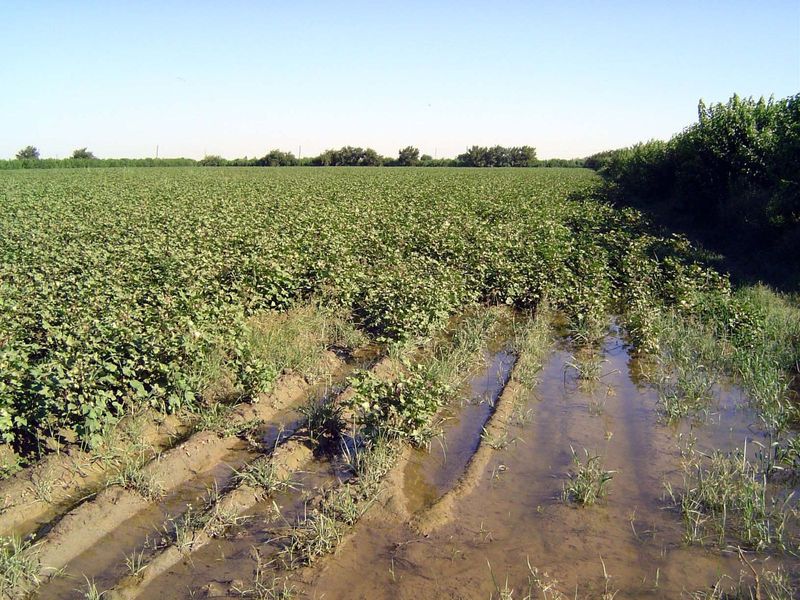 And always cotton. The fields are still harvested entirely by hand.