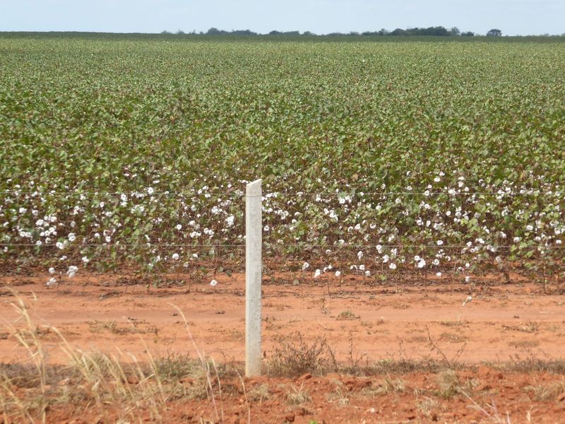 Another little cotton field.