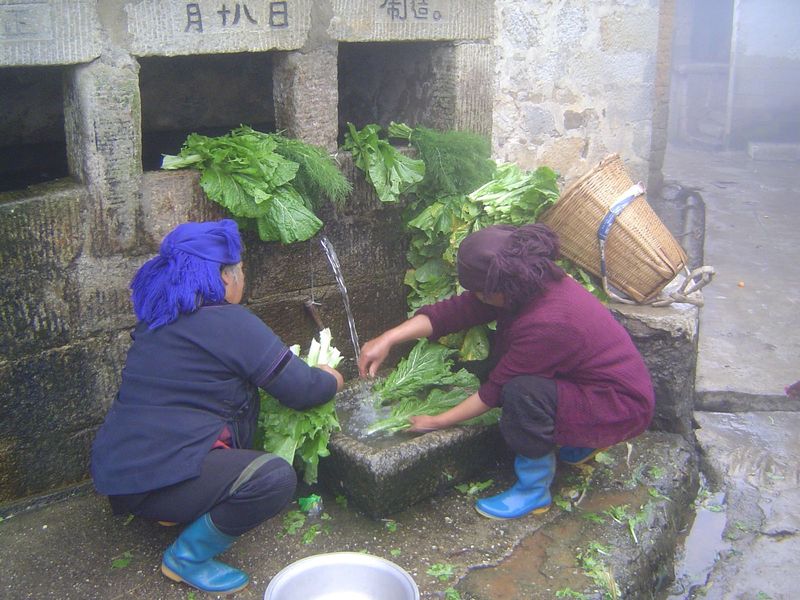 Or washing greens, probably headed for the local market.