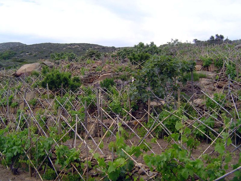 Well-tended and isolated patches.