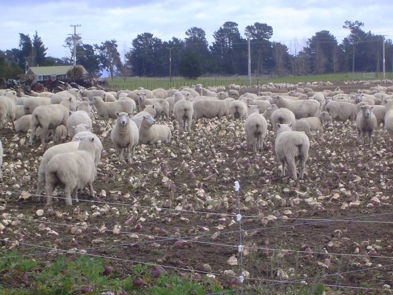 We're on our way across the North Island to the east coast. Can't ignore the most famous local product.