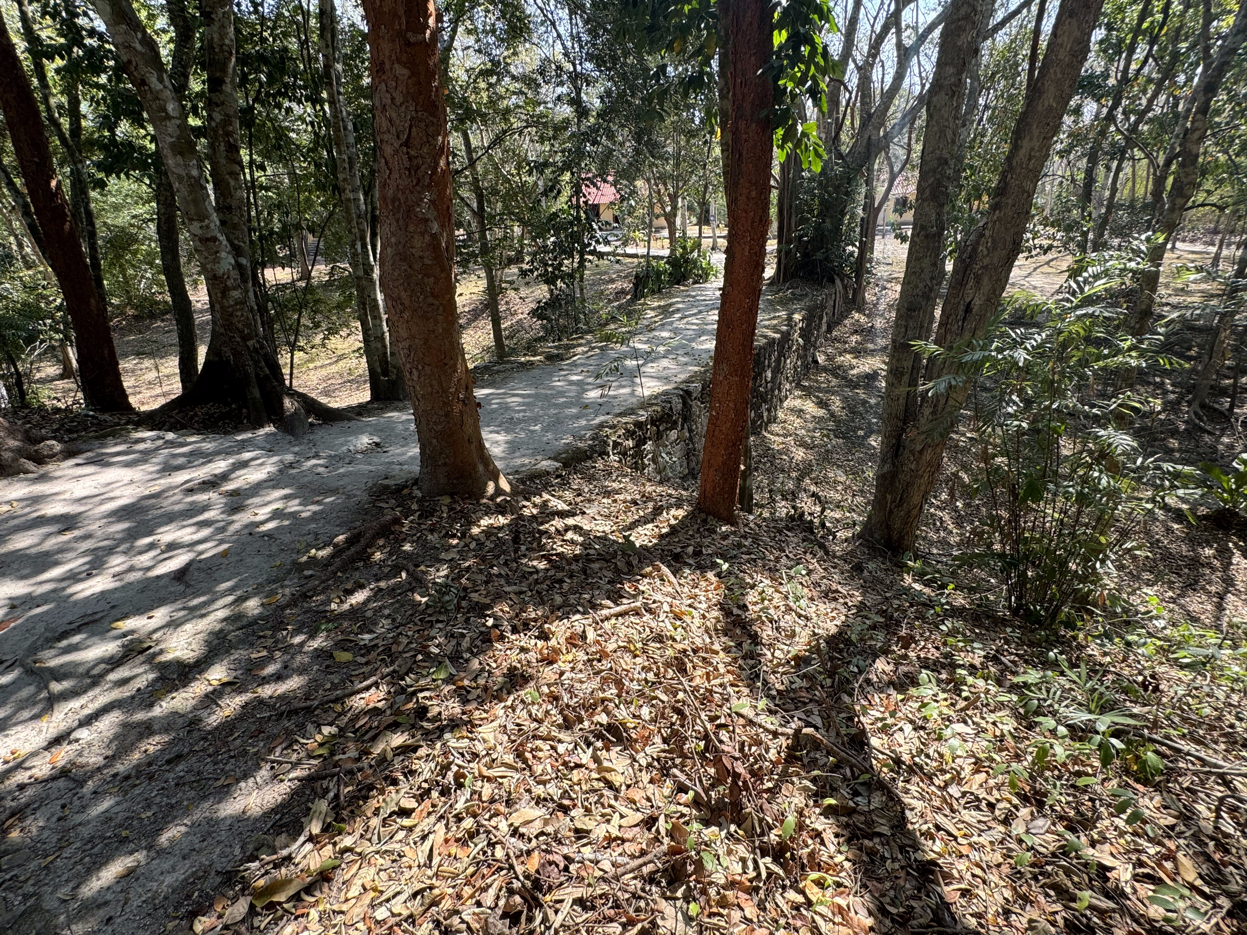 There's more at Chicanna, but here's a path leading to Becan, "discovered" in 1934 by the same Karl Ruppert and John Denison who found Hormi