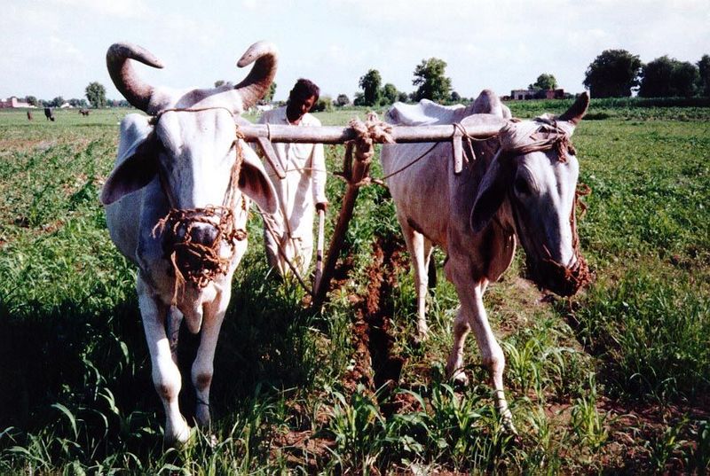 Cultivation south of Hissar, Haryana.