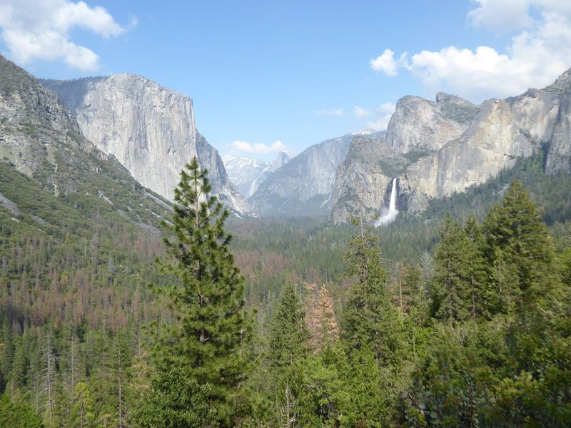 The classic view, from the parking lot at the east end of the Wawona Tunnel. Bridalveil Falls is in spate; paradoxically, drought and bark b