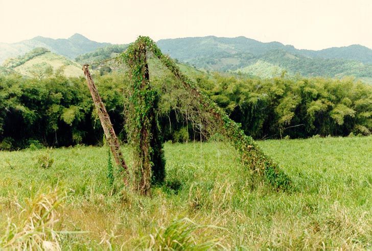 A good view of the coastal plain and central mountains, as well as of an old canefield and loading crane.