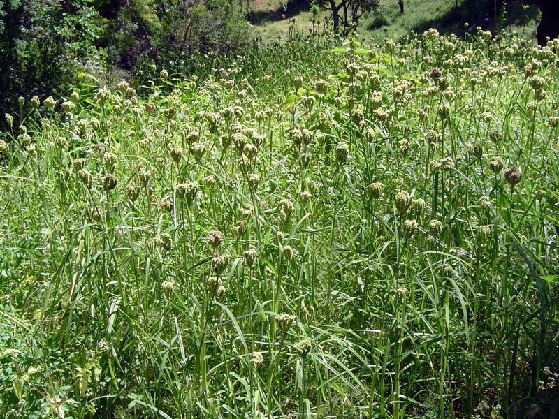 Millet.
