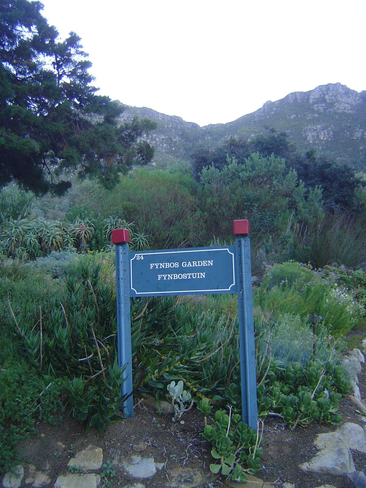 Here's an example, the shrub or heath that occurs in the Cape's area of Mediterranean climate.