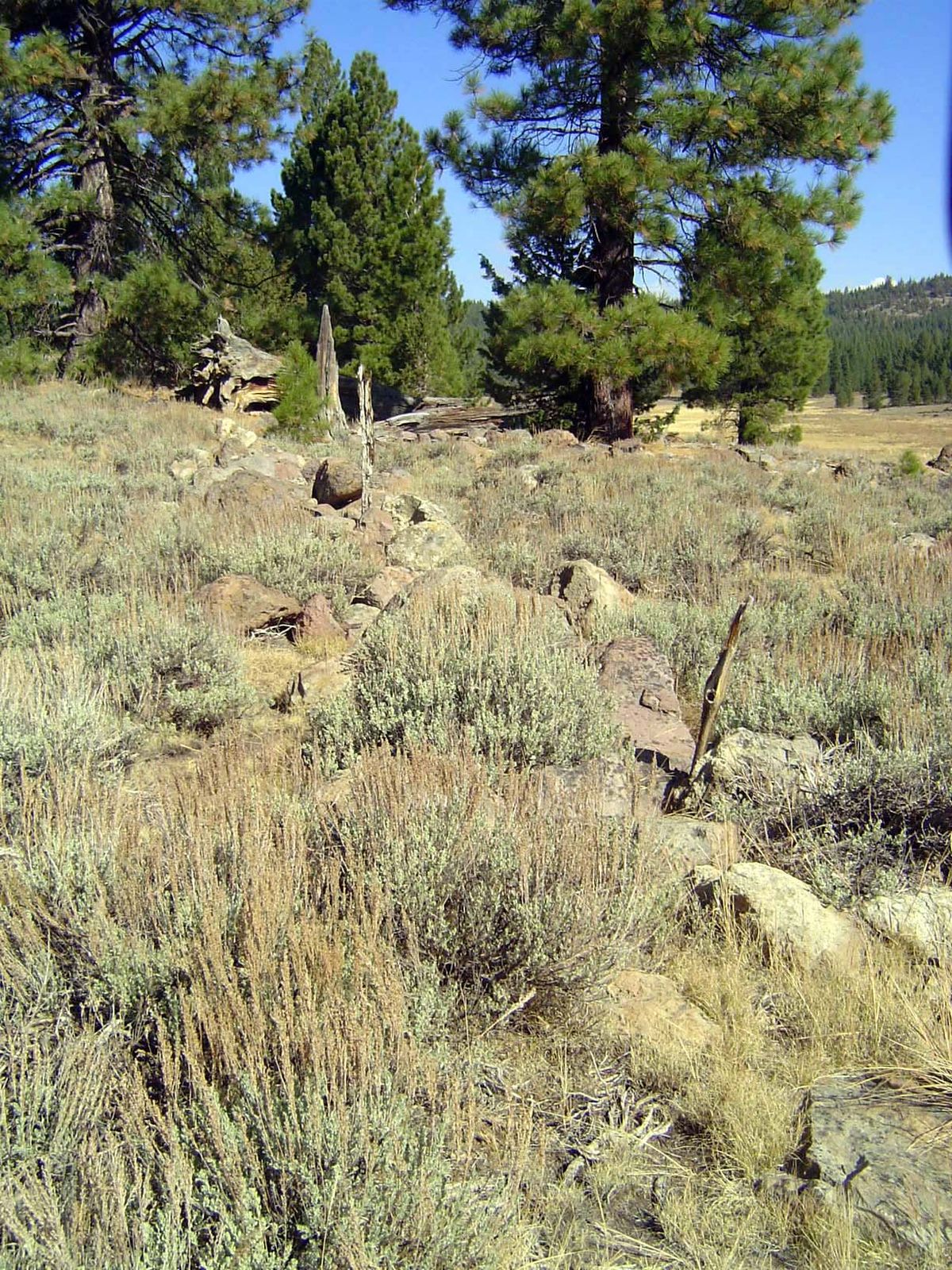 Ruins of More's Station on the route of the California Stage Company.