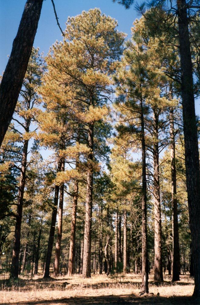 A century ago, the Forest Service surveyed these lands. The trees were bigger then.