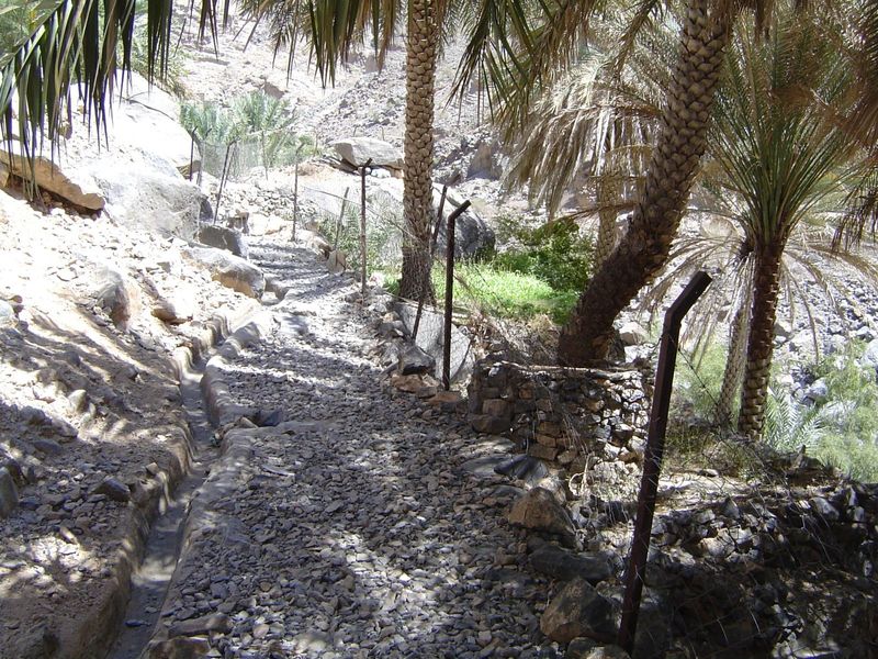 Irrigation channel, footpath, and fenced date palms.