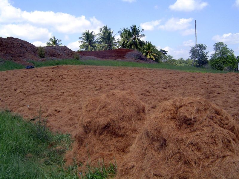 Then we'll dry the coir by spreading it out like super mulch. You can wade through it—it's very soft.
