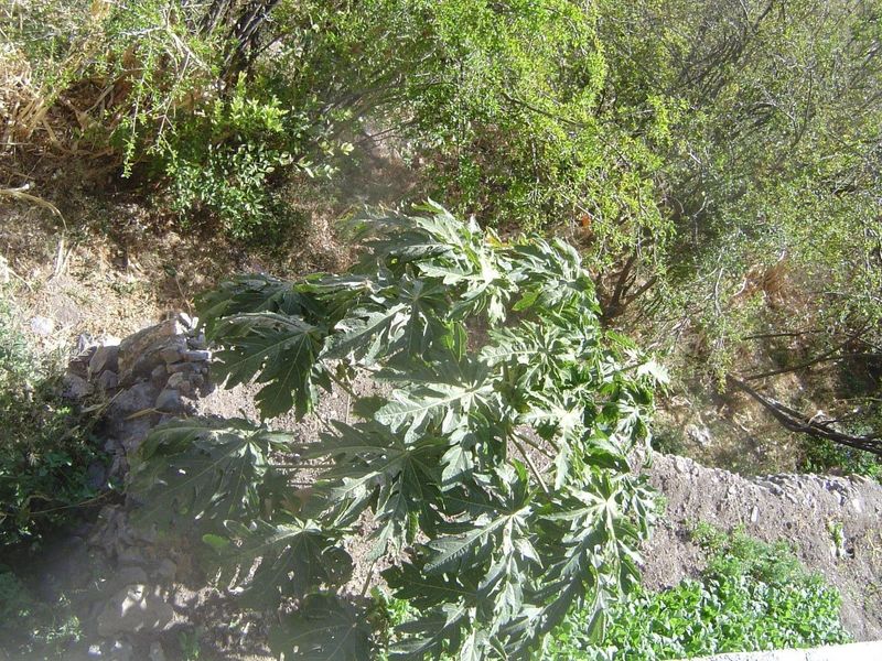 Papaya.