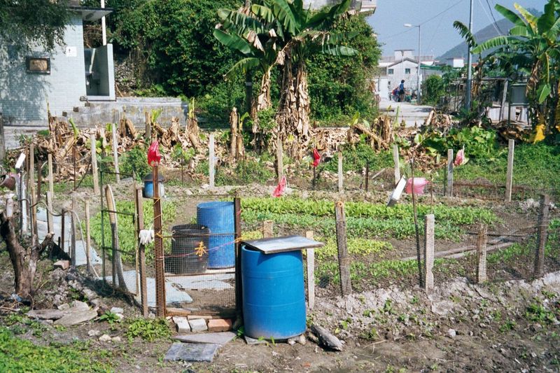 Some Luk Keng villagers still maintain garden plots.