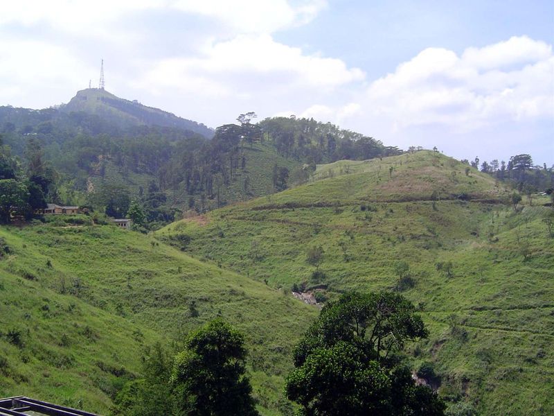 Many formerly in tea are now abandoned.
