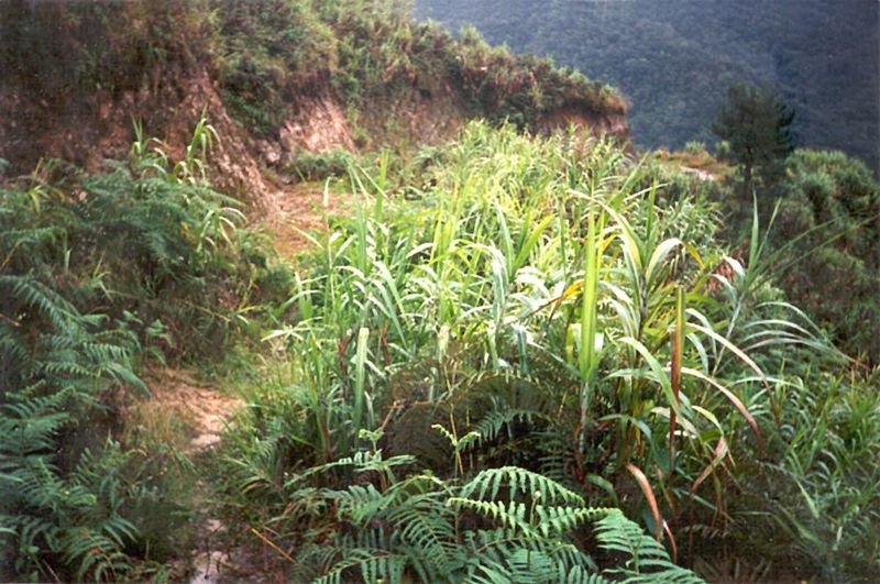 The start of a very steep and long path to a remote village.