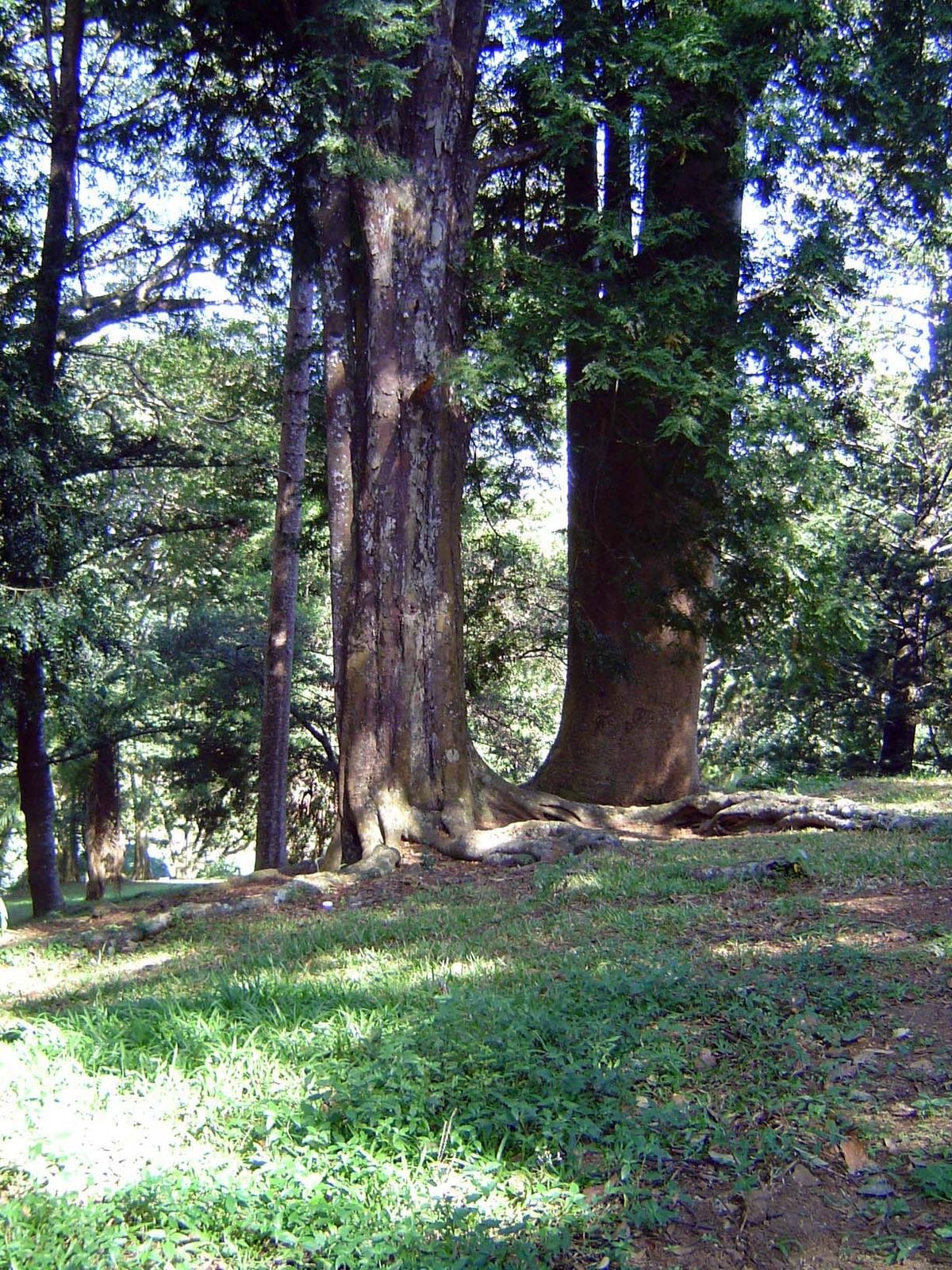 One example: Kauri pines from Queensland.
