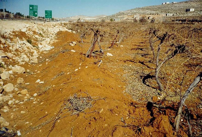 On the east side of Hebron, a new bypass road cuts through vineyards. Here, the trellis cables have been cut, and the vines are sagging. The