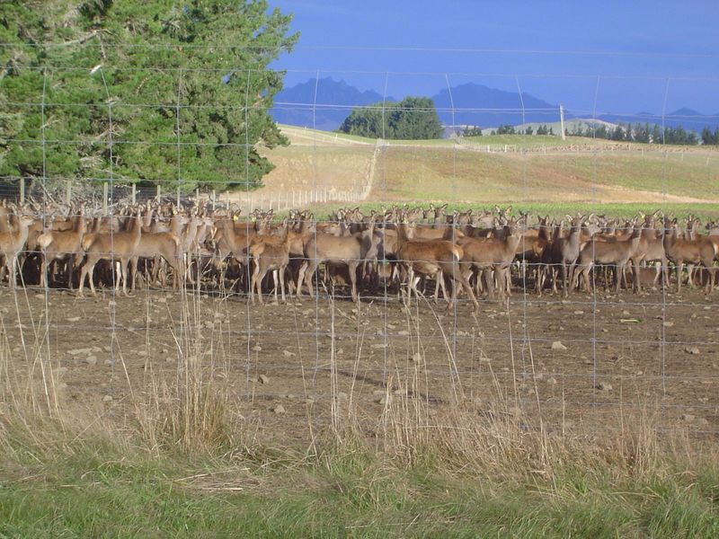 Or these. They're fallow deer, and they're a major crop here: New Zealand's the world's biggest source of farm-raised venison. Who knew?
