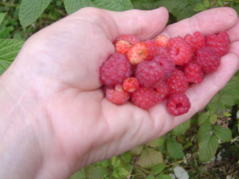 Roadside raspberries, growing wild.