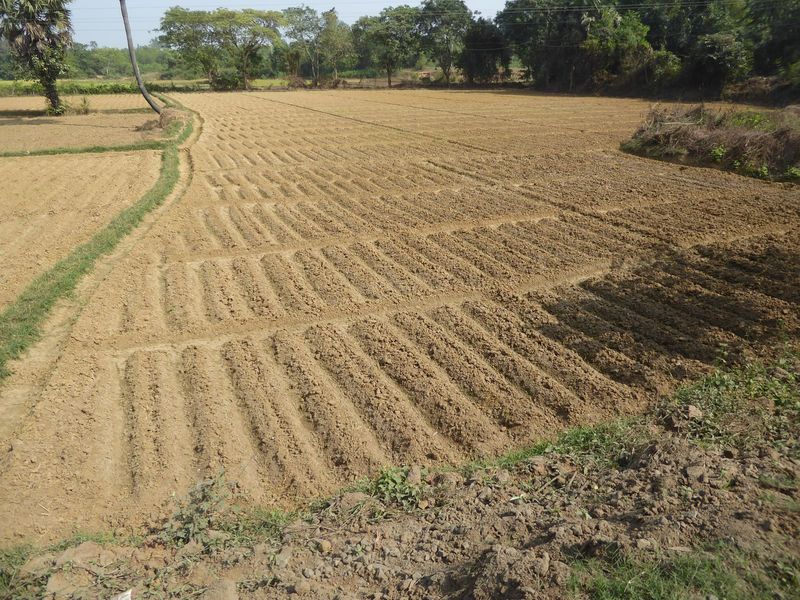 Surprised? Here we have one of many local fields getting prepped for potato planting. Potatoes in the land of rice? The crop was hardly plan