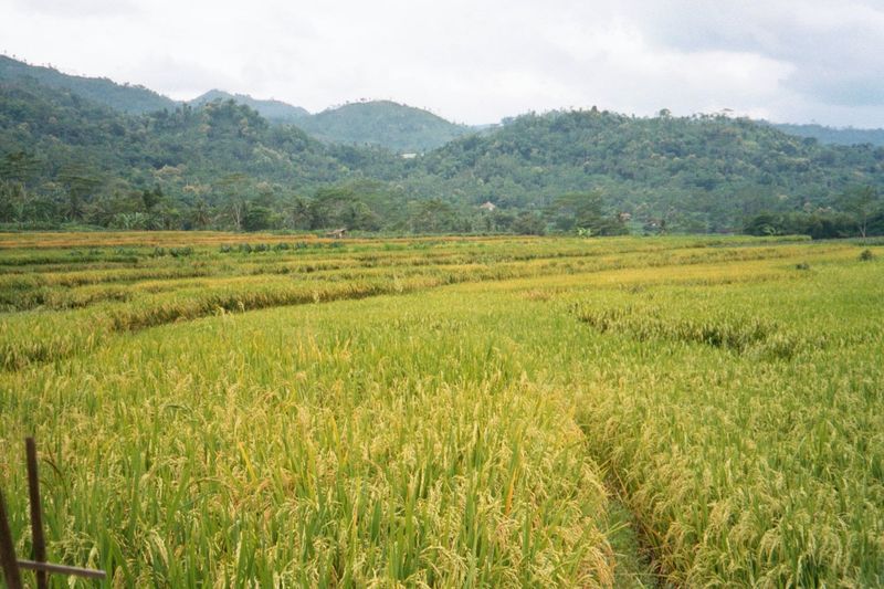 The paddy depends on water coming from the hills in the background. We'll climb up one of them.