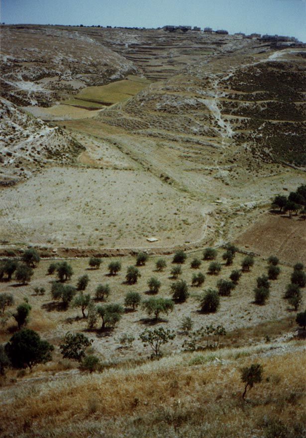 Southeast of Bethlehem and on the slope down toward the Dead Sea, aridity increases, but olives are still planted in this valley that catche