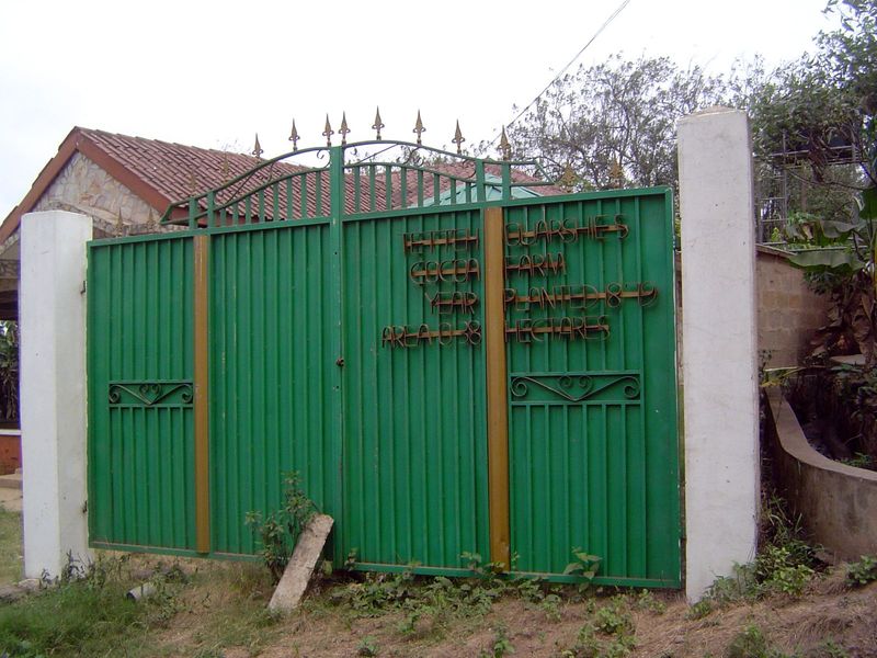 Quarshie, who had learned of the cocoa tree while working as a carpenter on Fernando Po, brought it back with him in 1876 and planted it at 