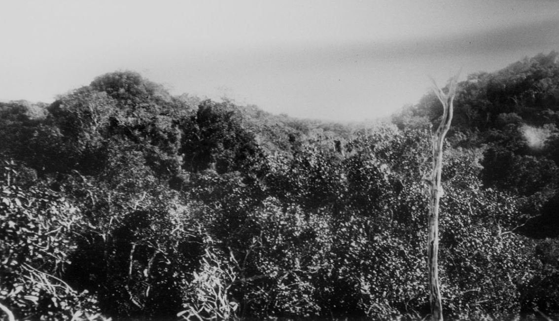 Here's a remarkable photograph of the "two pyramids" that gave Calakmul its name.  The photographer is unidentified but presumably was eithe