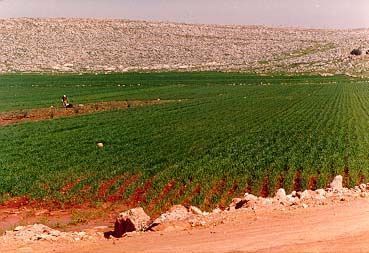 A patch of arable land. The red color of the soil is typical of soils formed on limestone in a Mediterranean climate.