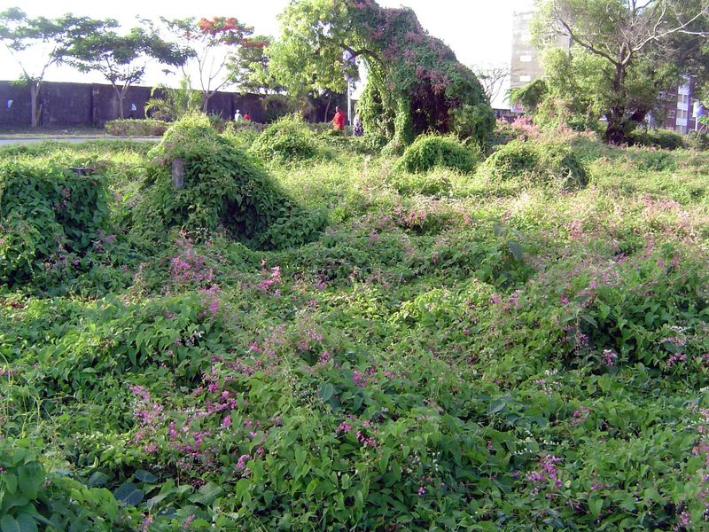 Speaking of which, a few blocks from the church there's this tangled field. What is it?