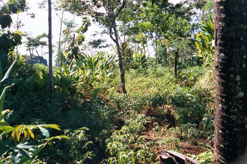 At the summit, some flat land is cultivated.