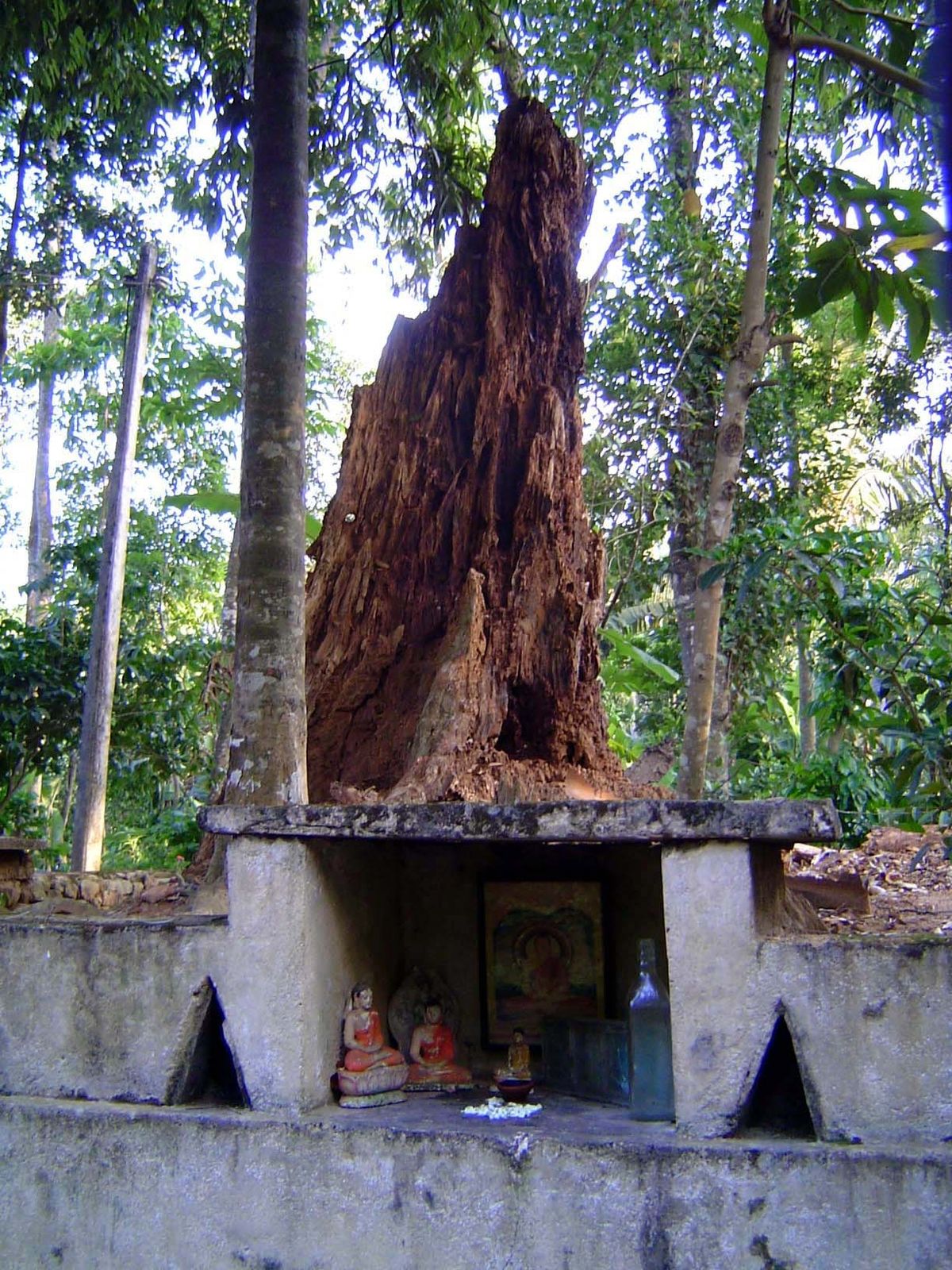 A shrine that has outlasted its tree.