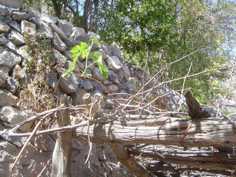 A vine.