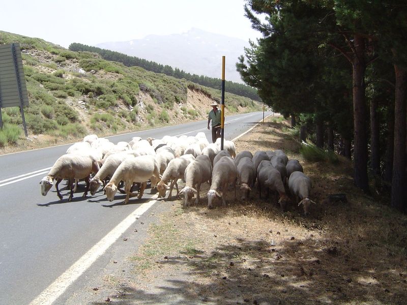 Grazed for thousands of years, and excepting a few forest plantations like the ones here, the Sierra Nevada are nothing short of scalped.