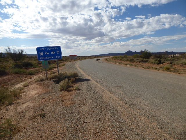 Yunta is also where the Tea Tree road joins the highway. Think emus are rare?