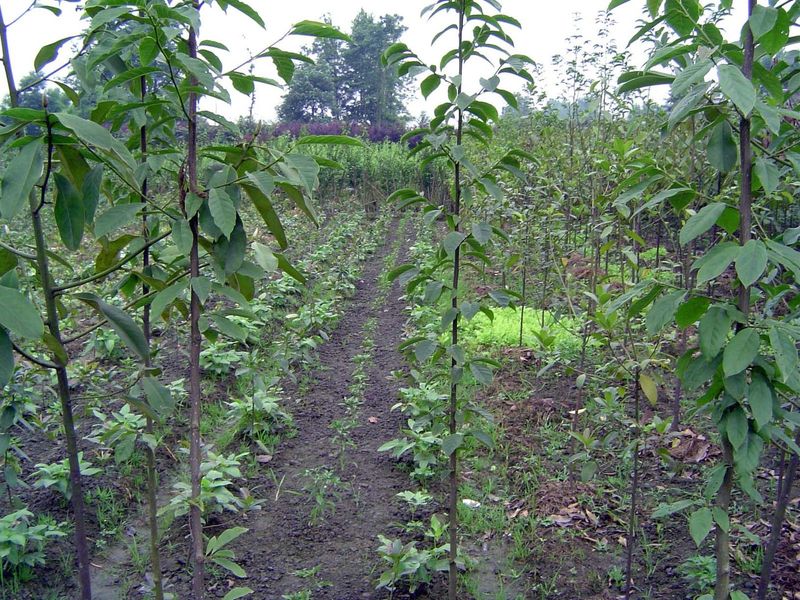 Intercropping.
