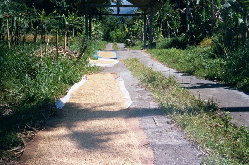 The water will flow through lands at every stage of production. Here, on the village road, paddy has been spread out to dry.