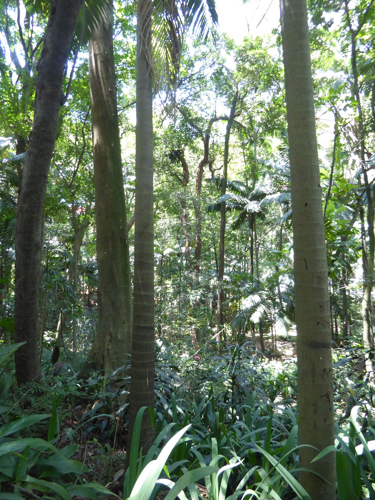 This is that park, a reminder of what the Mata Atlantica, Brazil's Atlantic Forest, once looked like.