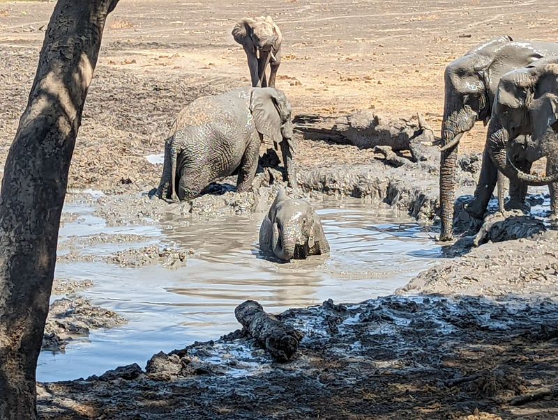 This picture was taken from the Maloutswa Hide, a viewing structure in the national park and only a few miles from the boundary fence we saw