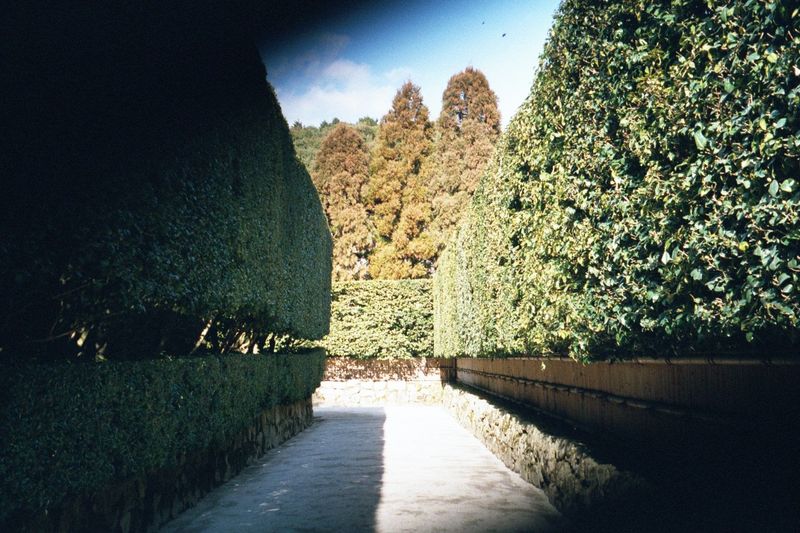 Perhaps excessive degree of perfection? How about the entrance with these camellia hedges—as rigid as Versailles.
